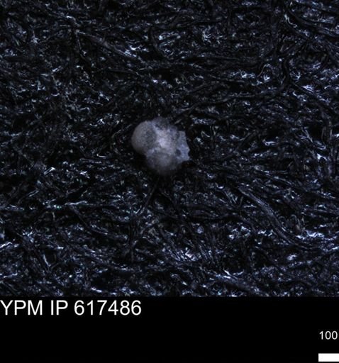 undet. Foraminiferida