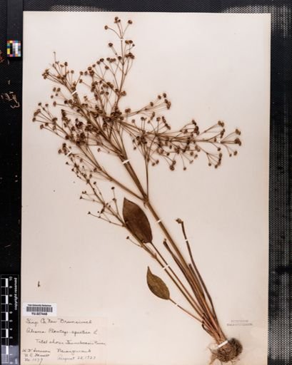 Alisma subcordatum