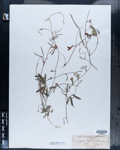 Plantae