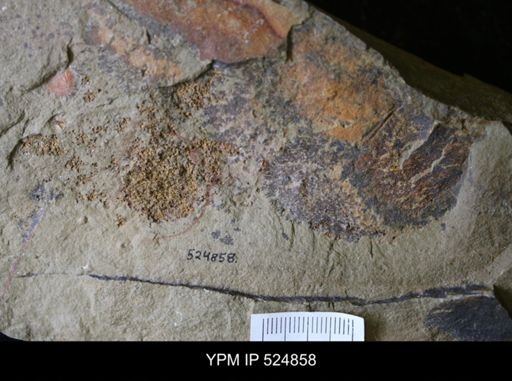 Echinodermata