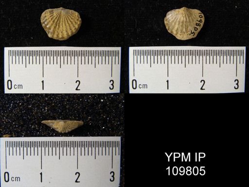 Leptocoelia hemispherica