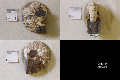 undet. Scaphitidae