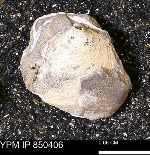 Limopsis striatopunctatus