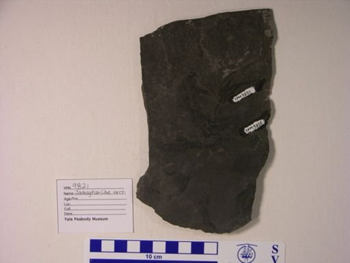 cf. Jamoytius