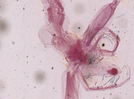 Copepoda