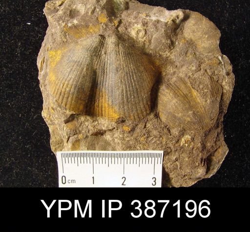 Syringothyris?