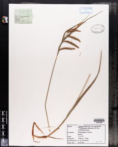Carex gynandra