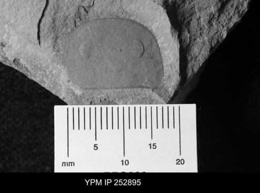 Eurypterus sp.