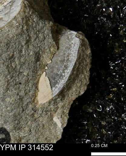 undet. Bivalvia