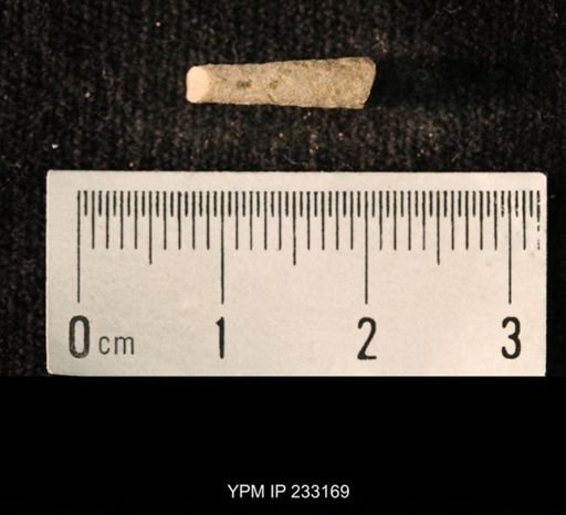 Archaeocidaris sp.