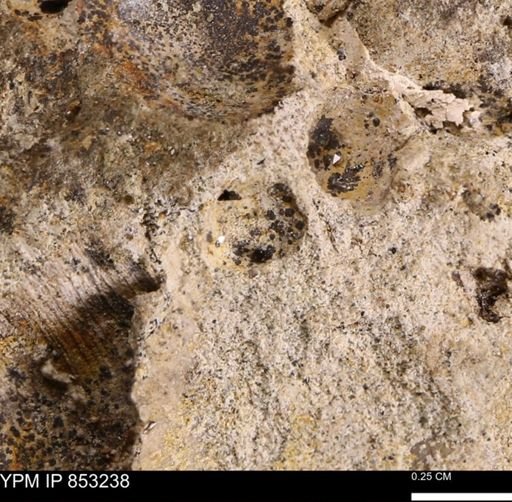Limopsis striatopunctatus