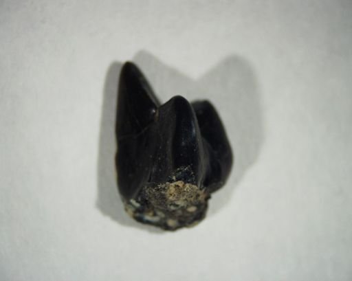 Miacidae