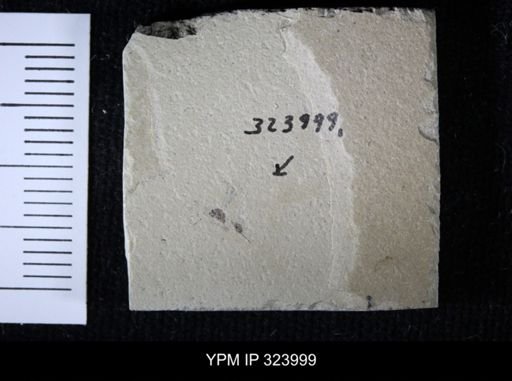 undet. Hymenoptera