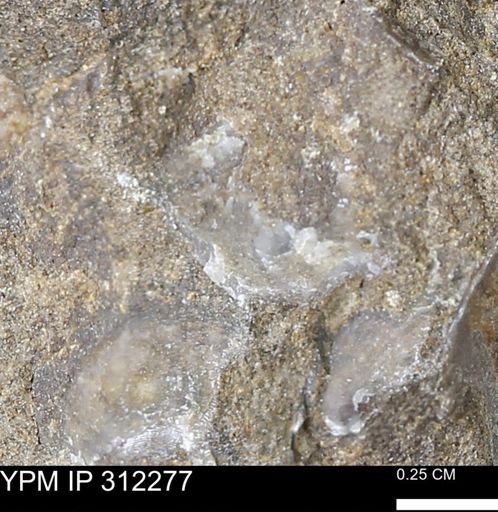 undet. Bivalvia