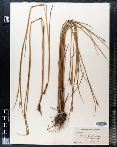 Juncus