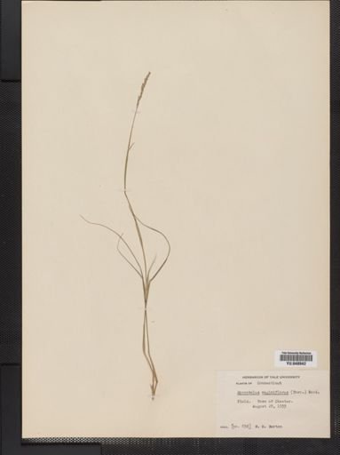 Sporobolus vaginiflorus