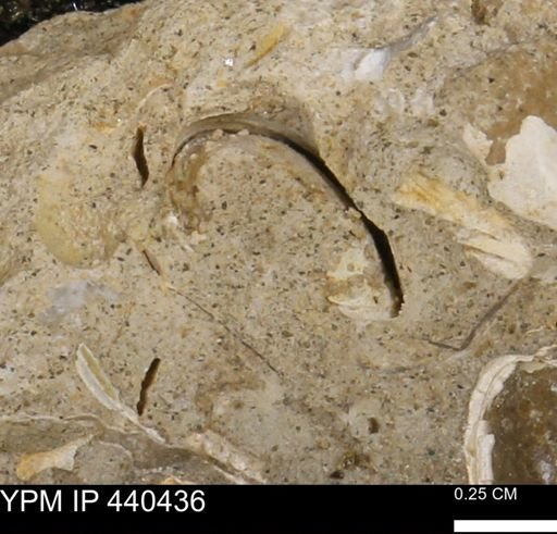 undet. Bivalvia