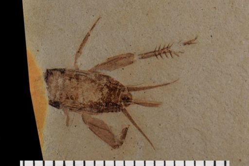 Gryllidae