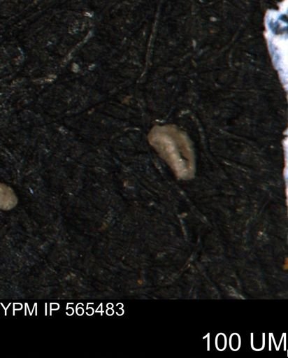 Miliammina ischnia