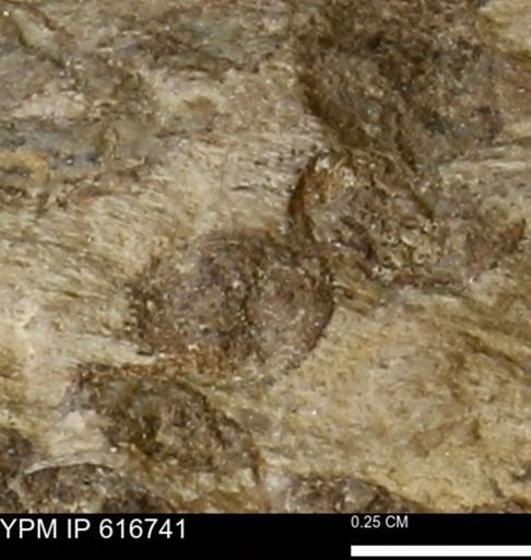 Teredo sp.
