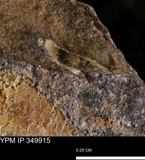 undet. Bivalvia