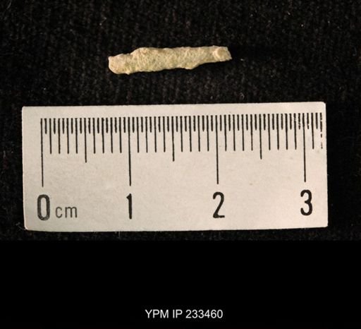 Archaeocidaris sp.