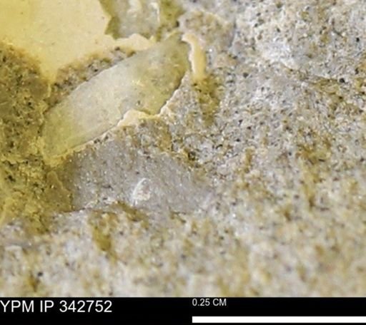 undet. Bivalvia