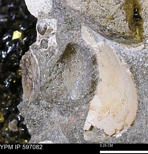 undet. Bivalvia