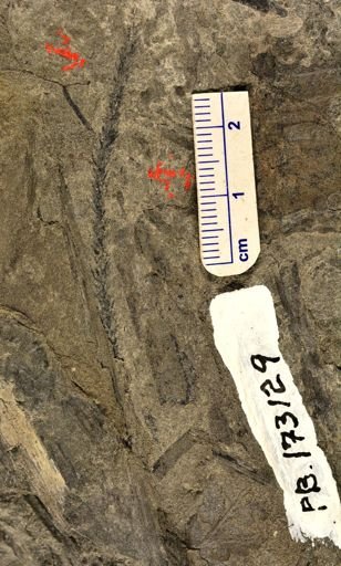 Lepidodendron sp.