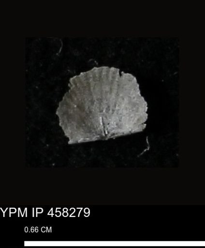 Chonetes mucronatus
