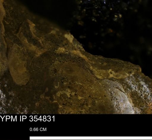 Ammonoidea?