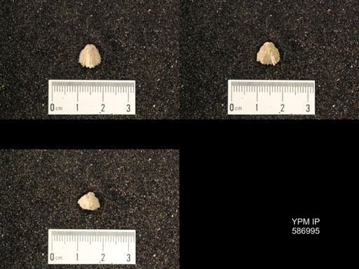 Rhynchotrema anticostiensis