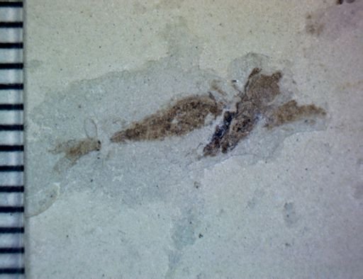 undet. Hexapoda