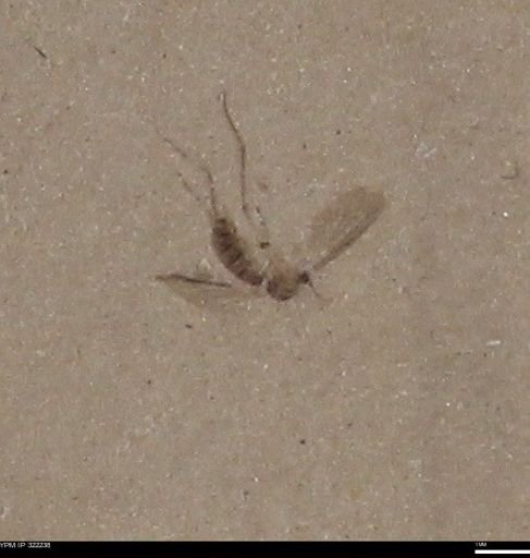 undet. Insecta