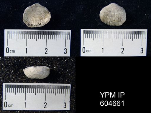 Eomarginifera?