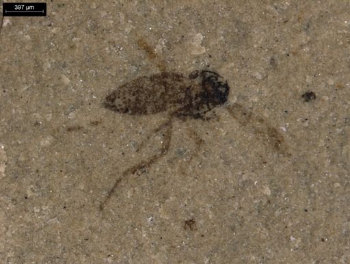 taxon undetermined