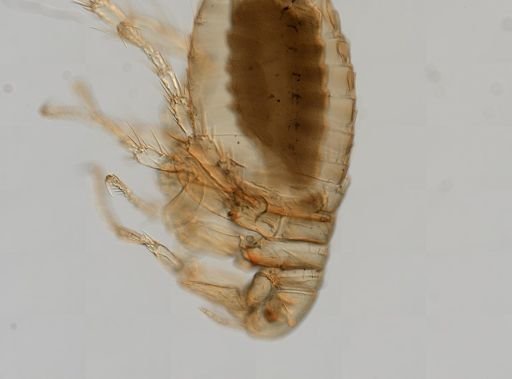 Pulex irritans