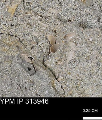 undet. Scaphopoda