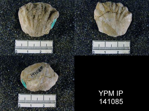 Streptorhynchus (Kiangsiella) pectiniformis