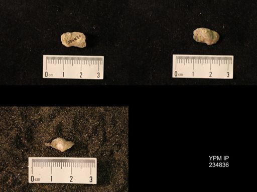 Marginifera wabashensis var. armata