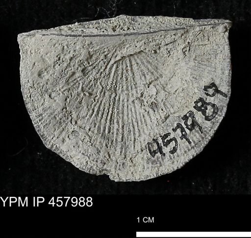 Strophodonta sp.