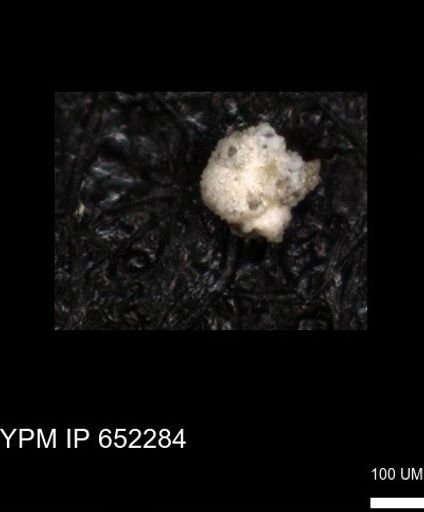 undet. Foraminiferida