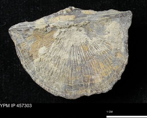 Stropheodonta erratica fissicosta
