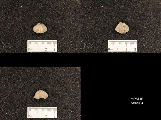 Rhynchotrema capax