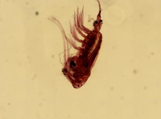 Labidocera aestiva