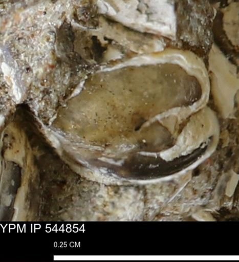 Corbulamella gregaria