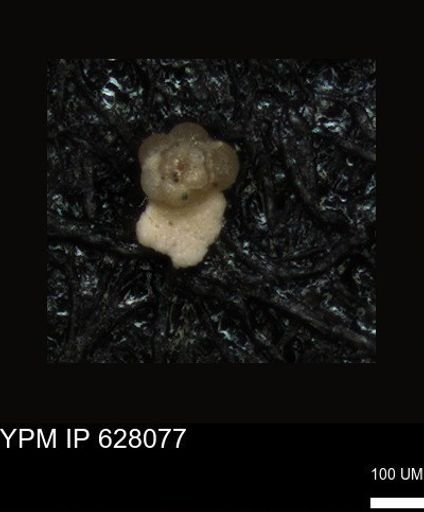 undet. Foraminiferida