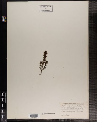 Plantae