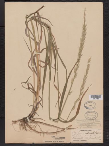 Elymus repens