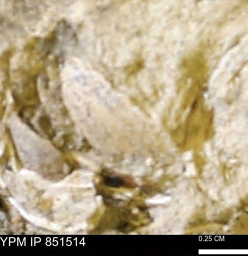 Limopsis striatopunctatus